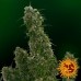 Malana Bomb Auto- Barney's Farm